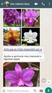 Captura de Tela (213)33